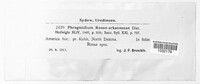 Phragmidium mucronatum image